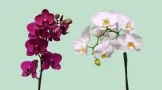 Plantas y Orquídeas